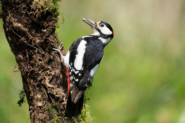 Great spotted woodpecker with a nut in its beak  perched on a tree