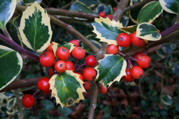 ACEBO (ILES AQUIFOLIUM). HOJAS VERDES CON BORDE ESPINOSO. FRUTOS DE COLOR ROJO IN SITU.