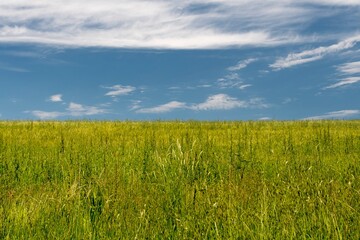 Landscape background with grass and sky