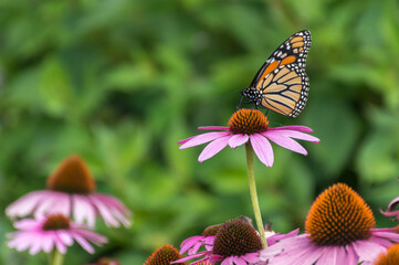 Orange and black Tiger Milkweed butterfly on purple coneflower