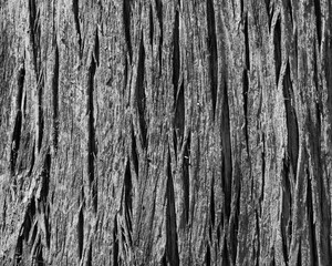 Wood texture, old wood background in black and white