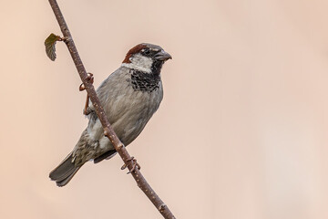 sparrow sitting on a branch