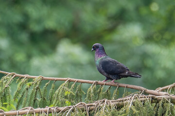 sitting colored pigeon on a branch