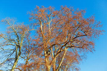 Late autumn red tree against blue sky 
