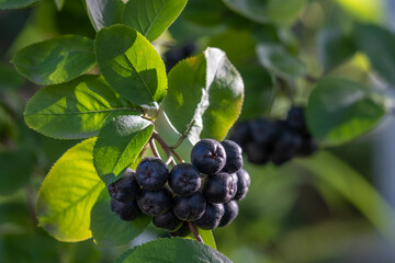 Branch filled with aronia berries. Clusters of chokeberry on branches