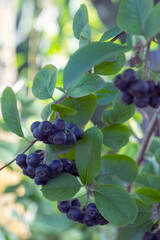 Clusters of chokeberry on branches. Branch filled with aronia berries
