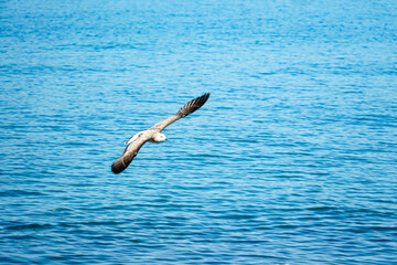sea gull in flight over the sea, against the blue sea water