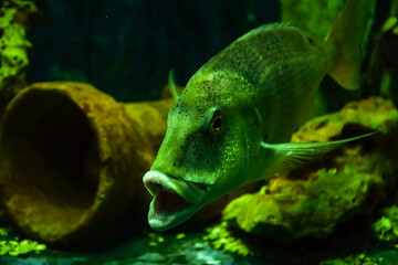 underwater image of tropical fish , saltwater aquarium