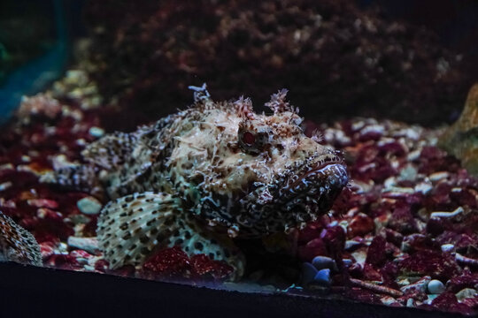 underwater image of tropical fish , saltwater aquarium