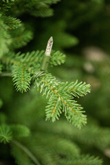 branches of a Christmas tree with garlands