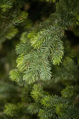 branches of a Christmas tree with garlands

