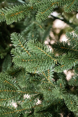 branches of a Christmas tree with garlands
