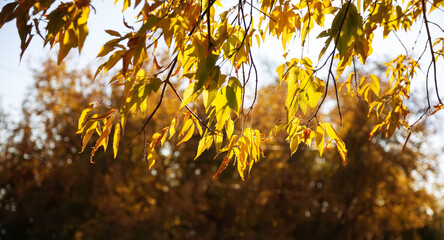 background yellow autumn leaves on blurred background, banner