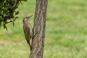 climbing woodpecker over a tree
