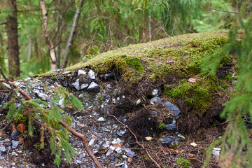 Moss, granite fragments and tree roots in a fir forest in Ruskeala park, Karelia