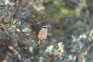 The red-backed shrike (Lanius collurio) sitting on the branch in dense bush with green background,typical behavior