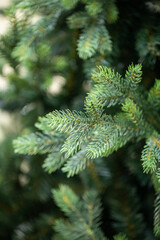 branches of a Christmas tree with garlands
