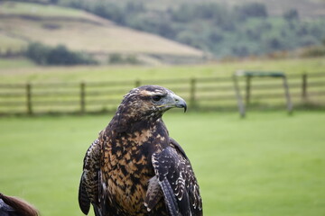 Chilean blue eagle portrait head shots