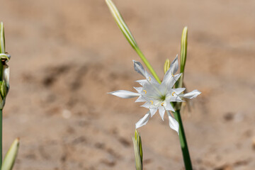 Sea daffodil - Pancratium maritimum grows on coastal sands and it is a bulbous perennial flower.