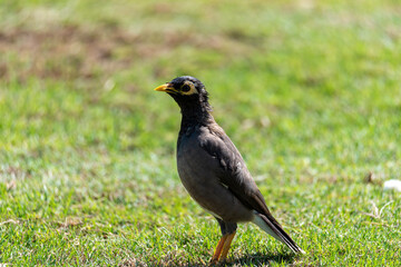 Common Myna bird (Acridotheres tristis) This bird is native to the Indian subcontinent and Asia.