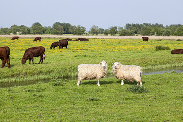 Naklejka na ściany i meble Cattle and sheep grazing on Romney Marsh at Fairfield, Kent UK