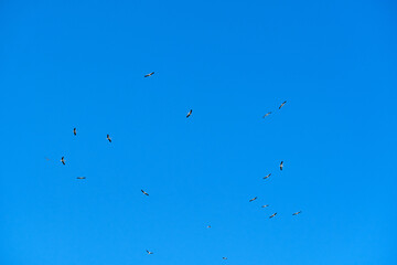 Storks fly circling over the blue sky