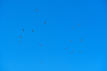Flock of storks fly around and around