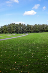Green lawn covered with dry yellow leaves with green trees on the back. Blue sky with some white clouds. Early autumn. September 2021. Lauluvaljak, Tallinn, Estonia, Europe