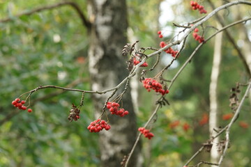 Vogelbeeren im Spätsommer an einem Baum, Sorbus aucuparia