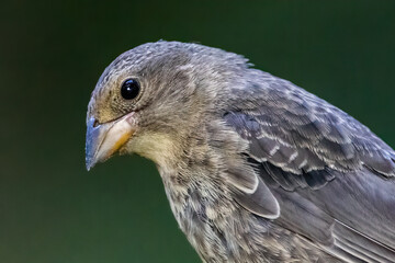 cowbird