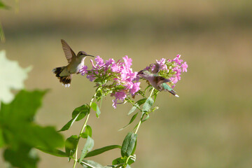 humming birds