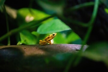 frog