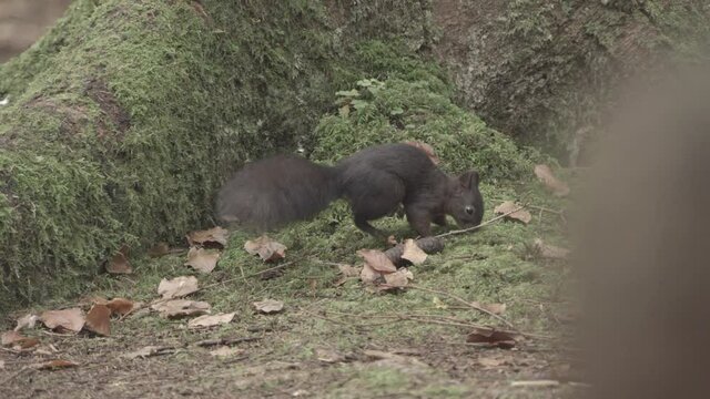 european squirrel in German forest