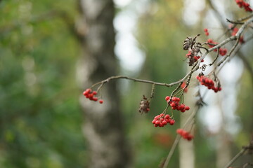 Vogelbeeren im Spätsommer an einem Baum, Sorbus aucuparia