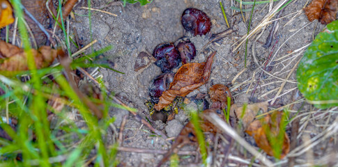Earth wasps, in contrast to paper wasps, live in the ground, photographed in autumn with a flash