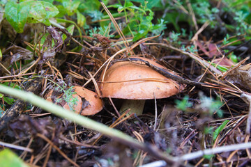 Suillus luteus in the autumn dry coniferous wood. Slippery Jack or sticky bun mushrooms