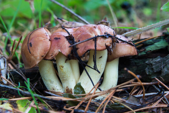 Suillus luteus in the autumn dry coniferous wood. Slippery Jack or sticky bun mushrooms