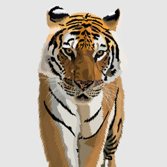 tiger portrait hand drawn illustrations and vector