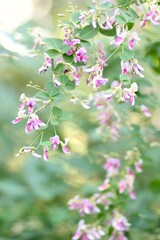 萩の花