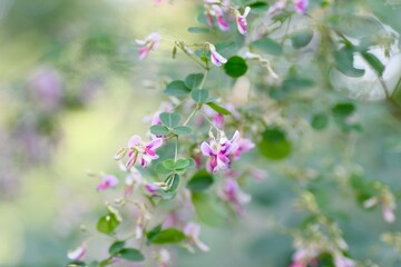 Fototapeta premium 萩の花