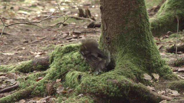 european squirrel in German forest