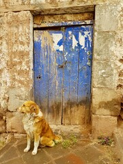 dog in front of old door cusco peru 