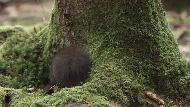 european squirrel in German forest