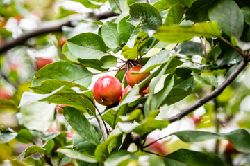 red apples on a branch during the rain in the park 