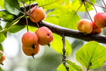red apples on a branch during the rain in the park 