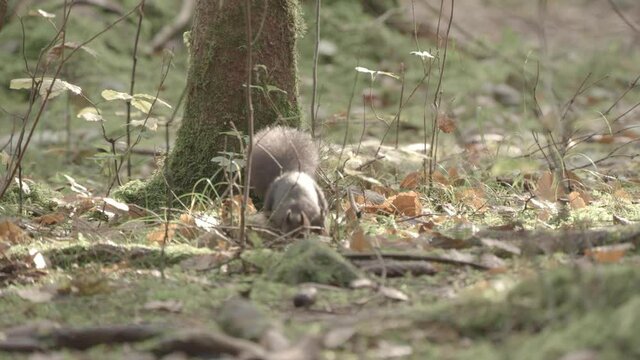 european squirrel in German forest