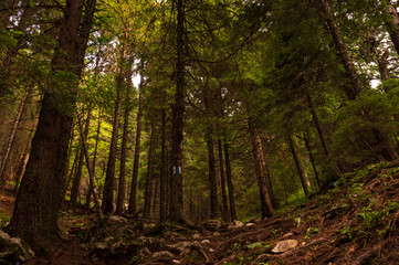 Fototapeta na wymiar susnset in the forest