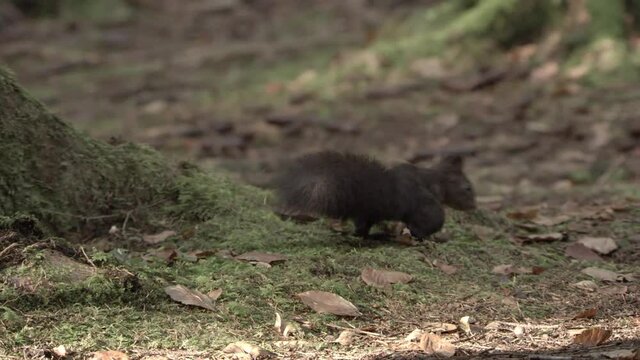 european squirrel in German forest