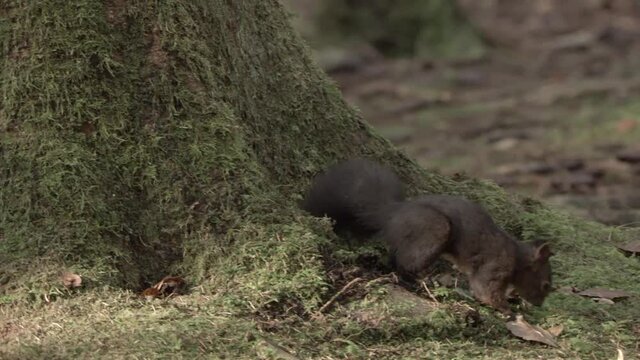 european squirrel in German forest