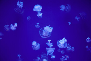 Group of jellyfish floating in the sea